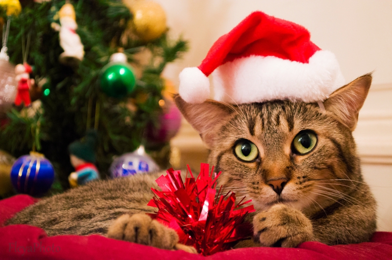 クリスマスにゃんこ写真コンテスト 一般社団法人日本猫愛護協会